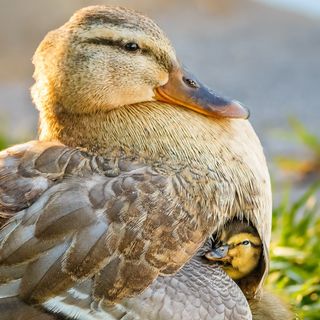 #tromsø We need some mother ducking