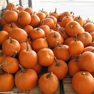 Pumpkin Edition