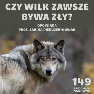 #149 Wilki - jak kochają i polują największe drapieżniki polskich lasów? | prof. Sabina Pierużek-Nowak