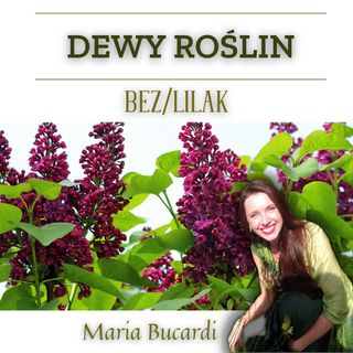 Dewy Roślin - Lilak/ Bez | Maria Bucardi