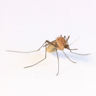 Claudio Venturelli, entomologo: «Anche le zanzare hanno un'utilità»