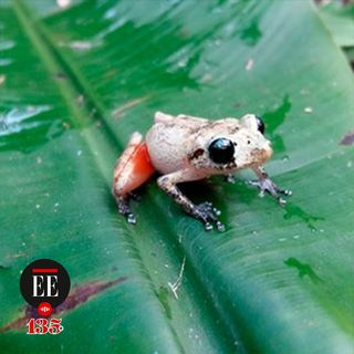 Este es el canto de la Pristimantis juanchoi, una rana endémica de Colombia