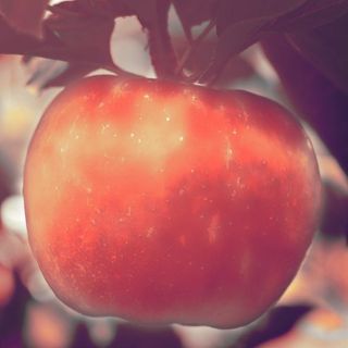 Dalla Bibbia alla Apple: storia della “mela”