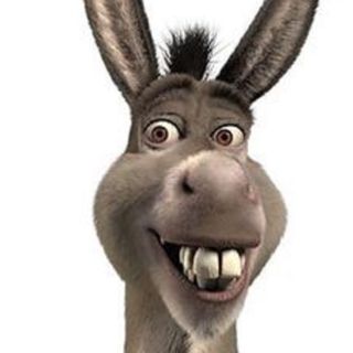 Donkey Teeth