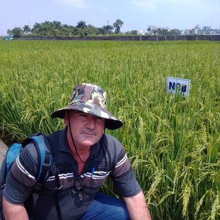 Reafirma productor de arroz aguadense condiciones para el aumento de producción (+Audio)