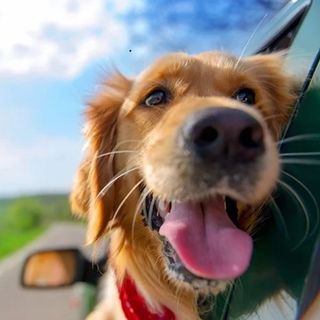 Top 5 Ways of Removing Dog Hair from Your Car