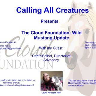 Calling All Creatures The Cloud Foundation - Wild Mustang Update