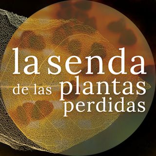 Rubores de mejilla y cacao: Bixa orellana