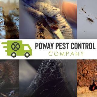 Pest Control Services In Poway, Californ