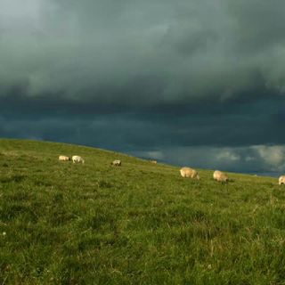 SHEEP STORM