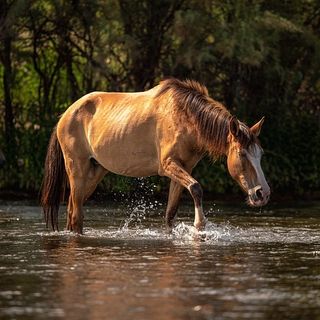 Il cavallo e il fiume