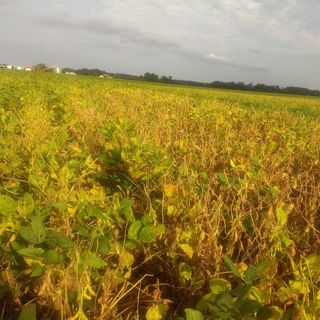 Darren Mueller, soybean sudden death