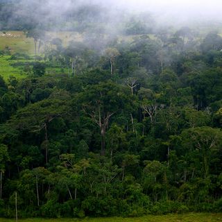 Il disboscamento rallenta ma le foreste globali sono ancora in pericolo