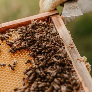 Giuseppe Manno: «è sempre più importante produrre miele in casa»