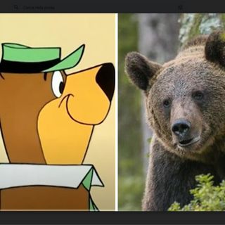 L’impero dei segni: l’orso tra paura e empatia
