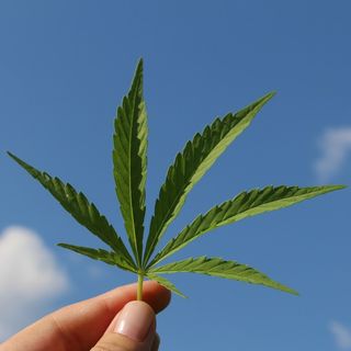 Cannabis: ¿Regulación o Legalización? ¿Beneficio o Perjuicio?