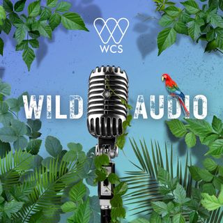 WCS Wild Audio Introduces "Going Wild with Dr. Rae Wynn-Grant"