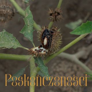 Zadziczenie. Rozmowa z Dianą Lelonek