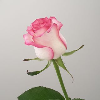 seo newzealand