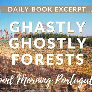 Ghastly Ghostly Forests (excerpt from 'Should I Move to Portugal?' with added commentary)