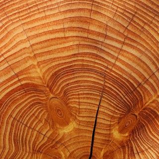 Crisi climatica, il “fattore legno” sulla strada degli obiettivi Onu 2030