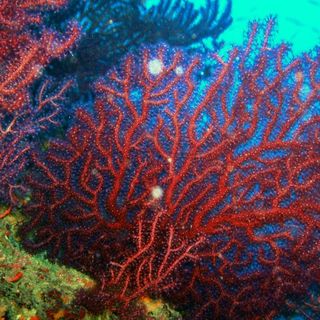 Endangered - La morte del corallo