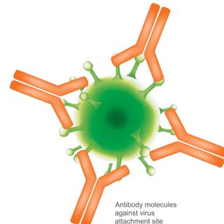 Virus and the Immunesystem