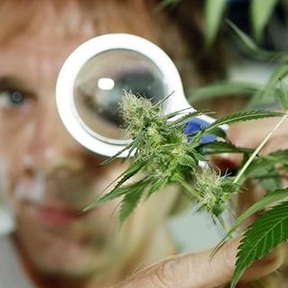 Veterans Voices - Guest Therese Carrozzino