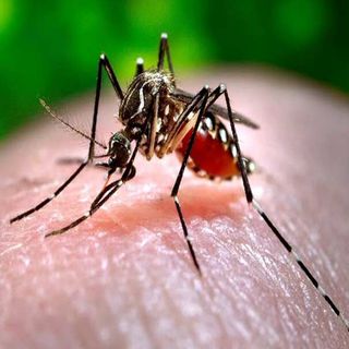 Yucatán se mantiene en alerta ante brotes de dengue y chikungunya