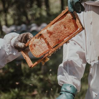 08/11/2022 - Cenário da apicultura