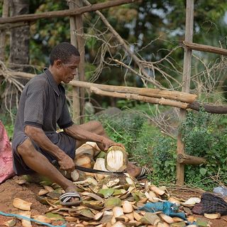 La storia di Alhaji, lo startupper che frena la deforestazione con gli scarti del cocco