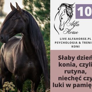 LIVE 106: Słaby dzień konia