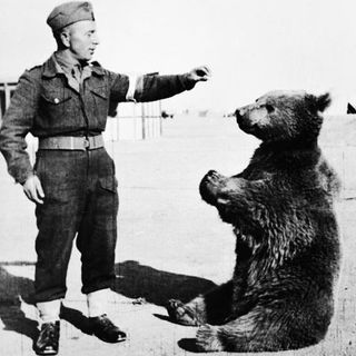 Ep. 49: Wojtek The Soldier Bear