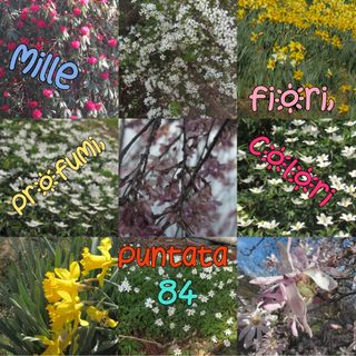 Puntata 84 - Mille fiori profumi colori