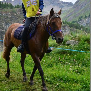 22 -  Laura tra le istruttrici di cavalli più giovani d'Italia