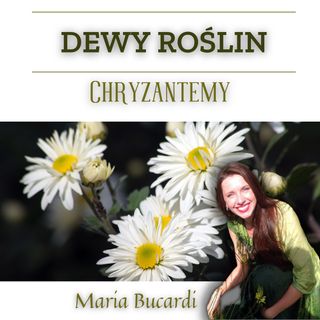 Dewy roślin - Magiczne Chryzantemy -  Światło na czas panowania Mroku - herbata z Maria Bucardi