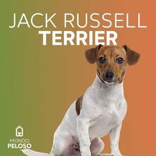 Jack Russell Terrier - Tutto quello che devi sapere - Mondo Peloso