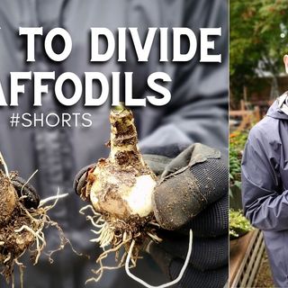 How to Divide Daffodil Bulbs - DIY Garden Minute Ep.214