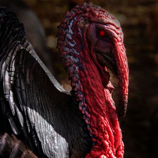 Ep.166 – Turkey Terror - The Thanksgiving Hunt is On!