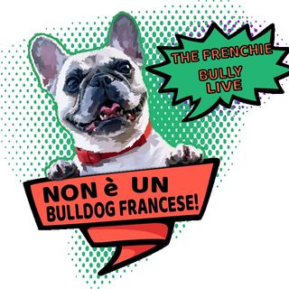 The Frenchie Bully