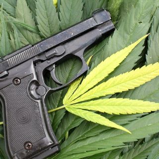 Medical Marijuana & Patient's Gun Rights: A Florida Dilemma? +