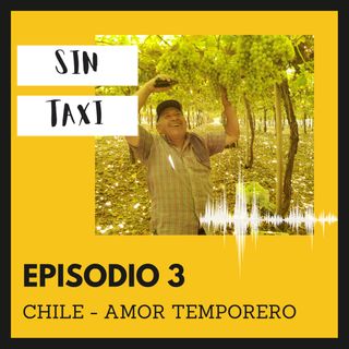 3. Amor de Temporero - Cosecha de uva en Chile