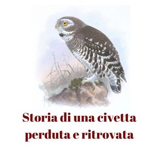 Storia di una civetta perduta e ritrovata episodio 3