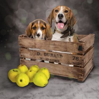 How to Crate Train Your Dog?