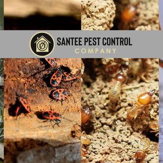Pest Control In Santee California