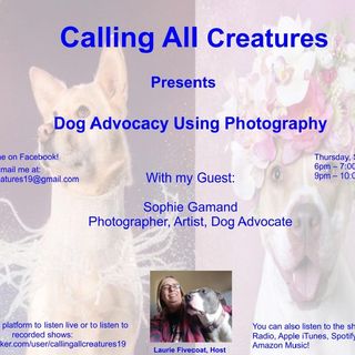Calling All Creatures Presents Dog Advocacy Using Photography