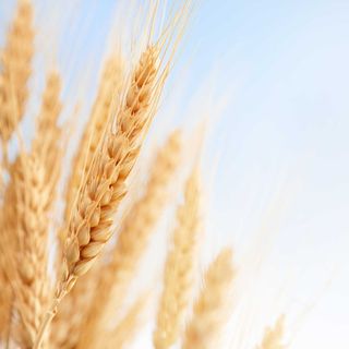 El campo español mira con temor a Ucrania por la dependencia de sus cereales