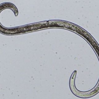 Reconocimiento y manejo de nematodos