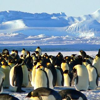 La colonia di pinguini imperatore della baia di Halley, in Antartide, non c'è più