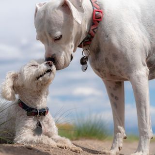 Dog Training With A Head Collar